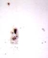 � B. K�hne; September 2000, 5'' Mak.-Newton, Baader-Sonnenfolie