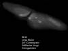 � M. D�hne; Messier 82
