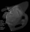 � M. D�hne; Messier 42/43